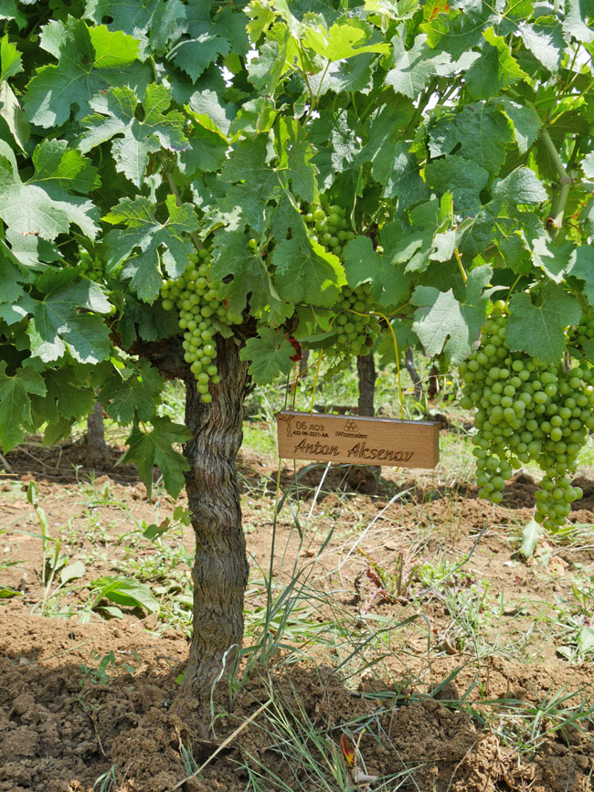 Виноградник на урожай